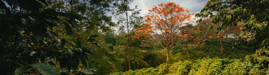 coffee-plantation coffee-plantation