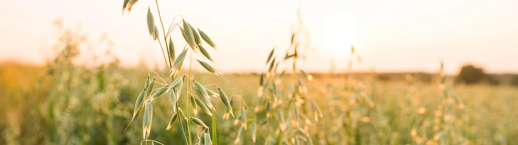 Oat field LR.jpg